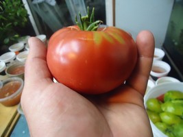 Beefsteak Tomato 20 seeds *HEIRLOOM* Seeds of Life - £2.39 GBP