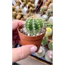 Cactus Parodia magnifica Balloon Cactus 2&quot; Pot Live Plant - $6.00