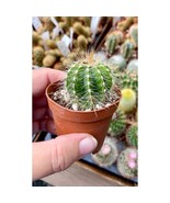 Cactus Parodia magnifica Balloon Cactus 2&quot; Pot Live Plant - $6.00