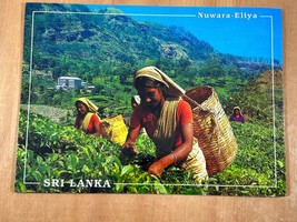 Vintage Oversize Postcard, Sri Lanka, Nuwara Eliya, Tea Garden, Tea Farming - $4.75