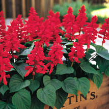 From US 50 Red Salvia Seeds Flower Seed Perennial Flowers Hummingbird 176 - £8.46 GBP