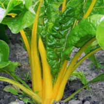 35 Canary Yellow Swiss Chard, NON-GMO, Colorful Salad Vegetable Seeds - $19.50