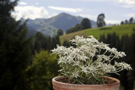 200+ Edelweiss Herb Perennial Seeds Leontopodium Alpinum  - £6.39 GBP