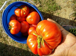 VC German Johnson Tomato 12 Seeds Easy Grow - $10.87