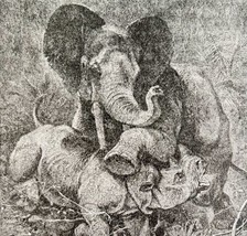Elephant And Rhinoceros Battle 1887 Wood Engraving Victorian Art DWEE29 - £19.65 GBP