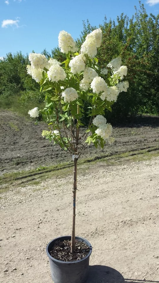 8+ Nice Limelight hydrangea cuttings - £21.49 GBP