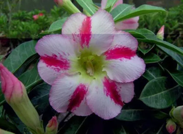 8 Seeds / Pack &#39;Fragrant Delight&#39; Adenium Obesum Bangkok kalachuchi Flower Seeds - £15.97 GBP