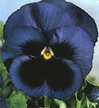 US Seller 35 Viola Navy Blue Swiss Giant Ullswater Shade Loving Perennial Flower - £15.94 GBP