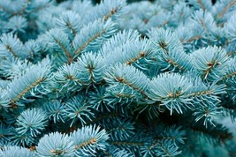 Colorado Blue Spruce Tree 4 Seeds (Picea Pungens) &quot;Glauca&quot; Cold Hardy Plant - £5.40 GBP