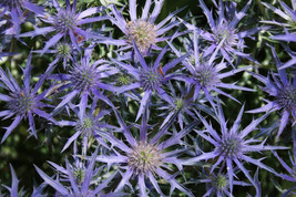 SL 200+ Purple Sea Hollies Thistle Seeds For Garden Planting - Usa - ! - £3.87 GBP