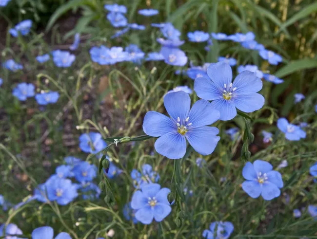 100 Blue Linum Flax Flower Seeds Blue/Purple Linseed Perennial Medicinal Fresh G - £16.05 GBP