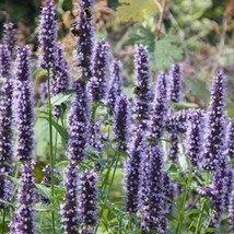 50 Purple Agasthache   Flower Seeds Fresh Seeds USA - £18.48 GBP