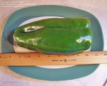 10 Big Bertha Sweet Pepper Seeds  Non Gmo Heirloom Fresh Fast Shipping - $39.98