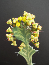 BStore 10 Seeds Store Euphorbia Buruana Exotic Madagascar Bonsai Caudex Tuber Pa - £15.76 GBP