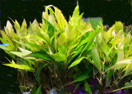 Hygrophylia Angustifolia  - Freshwater Aquatic Live Plants  SUPER PRICE!!!!!! - £3.48 GBP