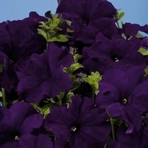 30+ PETUNIA ALADDIN BLUE FLOWER SEEDS LONG LASTING ANNUAL - $9.84