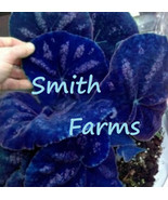 25 Seeds Navy Blue Coleus Flowers Garden - £5.64 GBP