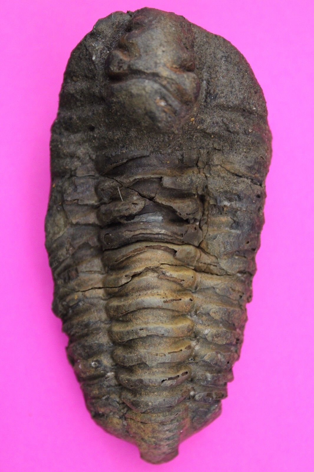 Trilobite Fossil 450 Million Years Old Morroco Guaranteed Real Dino Girl... - $29.99
