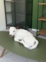 Baby Calf Taxidermy Mount - $1,850.00