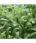 300+ Mibuna Asian Leaf Mustard Seeds - $12.67 CAD