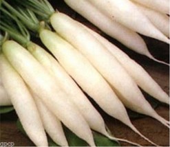 ArfanJaya Radish- White Icicle- 200 Seeds - - £6.74 GBP