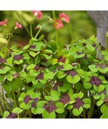 10 Bulbs Oxalis Iron Cross Good Luck Plant Green Shamrock Four Leaf Luck... - €12,59 EUR