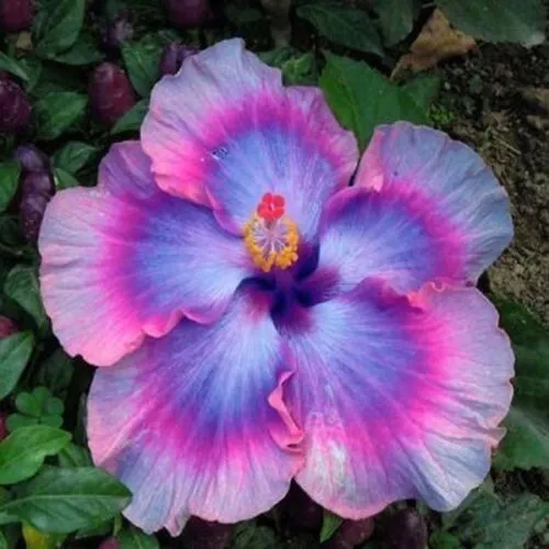 20 Pink Blue Hibiscus Seeds Bloom Perennial Flower Seed Fresh Garden - $11.99