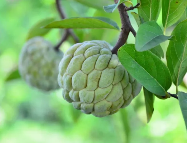 Fresh Sugar Apple Tree Seeds For Planting 5 Seeds Annona Squamosa Great For Bons - £14.80 GBP