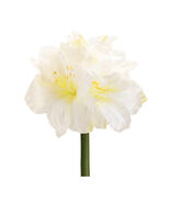 Amaryllis Elegance Set of 6 - 829135 - $1,521.22 MXN