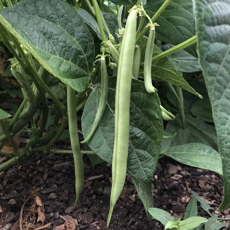 25 Fresh Seeds Slenderette Bush Green Bean - £8.12 GBP