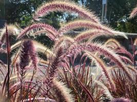 Pennisetum Setaceum Seeds Purple Fountain Grass Cenchrus Setaceus Rubrum - £4.95 GBP+