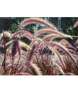 Pennisetum Setaceum Seeds PURPLE FOUNTAIN GRASS  Cenchrus setaceus Rubrum - $8.68 CAD+