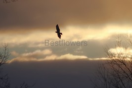 Hawk at sunset - 8x10 Unframed Photograph - $323.54 MXN
