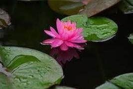 &#39;Bathing Beauty&#39; Pink Lotus Flower Water Lily Flower Aquatic Plants 1 PC... - $136.96 MXN