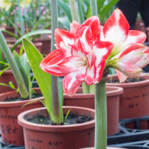Bonsai Amaryllis Barbados Lily DIY Home Garden Lily Potted Bonsai 100 PC... - $9.40