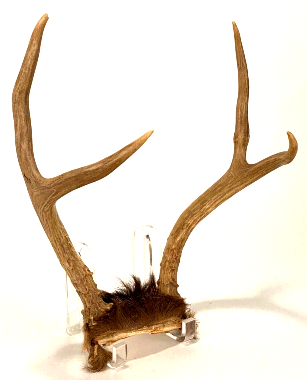Deer Antler Rack Horn Skull Plate 4 Point Man Cave - $28.05
