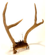 Deer Antler Rack Horn Skull Plate 4 Point Man Cave - $28.05