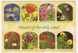 Israel Postcard Flowers Of The Holy Land Hollyhock Tulip Adonis Poppy Anemone - £3.09 GBP
