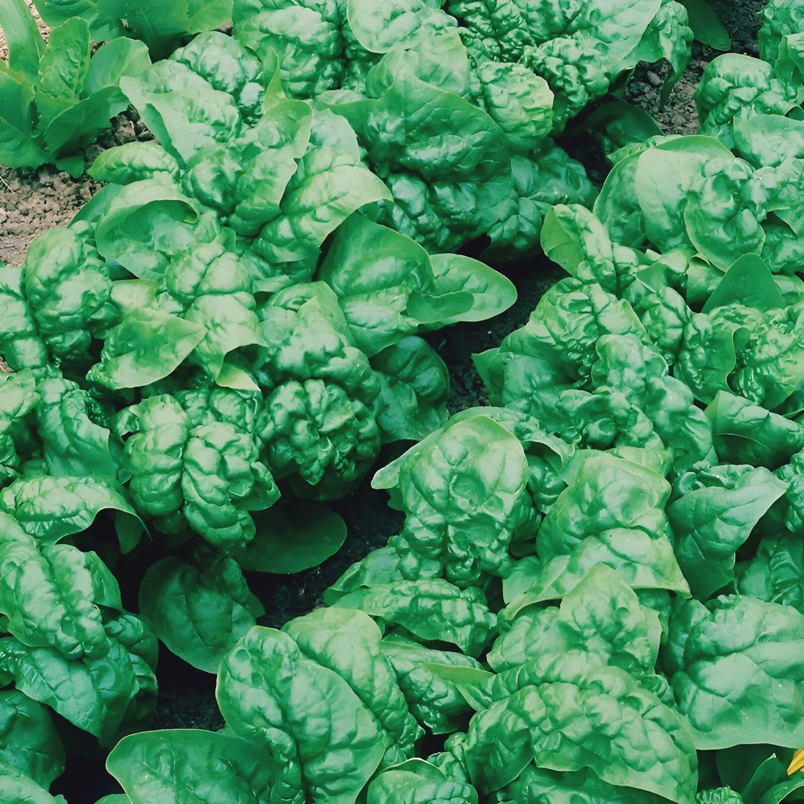 LWS Bloomsdale Spinach Non Gmo Garden Planting 100 Seeds Fast Shipping - $9.00