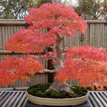 USA SELLER New Japanese Maple Bonsai Tree Seeds Tiny Tree Inside - £12.28 GBP