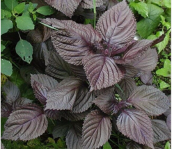 Easy To Grow Seed - 175 Seeds Purple Shiso - £3.15 GBP