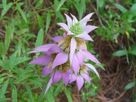 25 Seeds Spotted Bee Balm Flower - $9.75