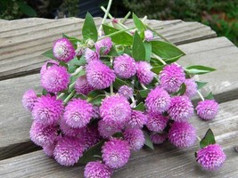 gomphrena globosa mixed - code 856 - £3.93 GBP