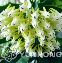 100  pcs/Bag Hoya Seeds Rare Rocket Hoya Flower Seeds Perennial Plants Carnosa S - £3.96 GBP