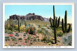 Giant Cactus Supersition Mountain Apache Trail AZ  UNP Unused WB Postcard J16 - £3.06 GBP