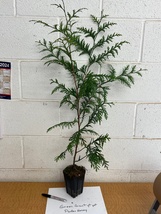 Green Giant 12-18" 4" pot Arborvitae Thuja plicata  image 2