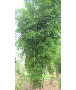 SEPTH Gigantochloa Atter 6 seeds Edible Sweet Black Clumping Giant Bamboo - $11.89