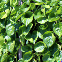 150 Malabar Spinach Seeds GIANT ROUNDLEAF VARIETY Edible Vine Vegetable - $12.00