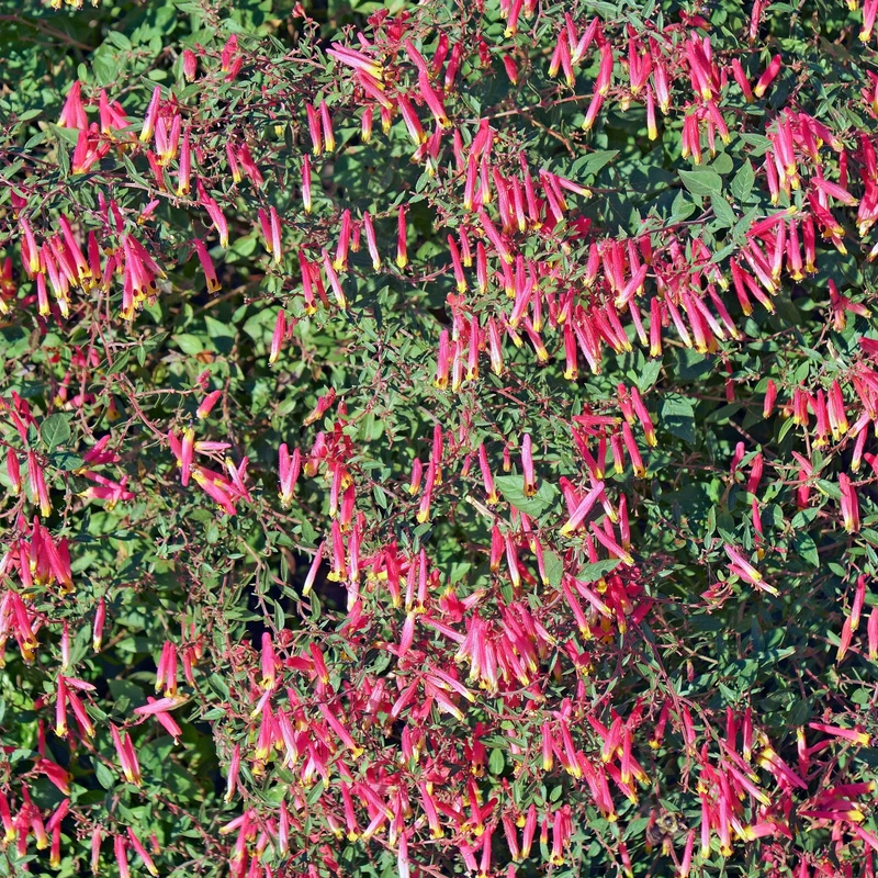 Rose Cigar Plant – Cuphea ignea pink/yellow – 10 Seeds hummer bait - €9,89 EUR