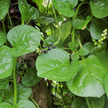 Giant Malabar Spinach Round Leaf Green Vine Lettuce Vegetable Fresh Seeds USA - $14.95